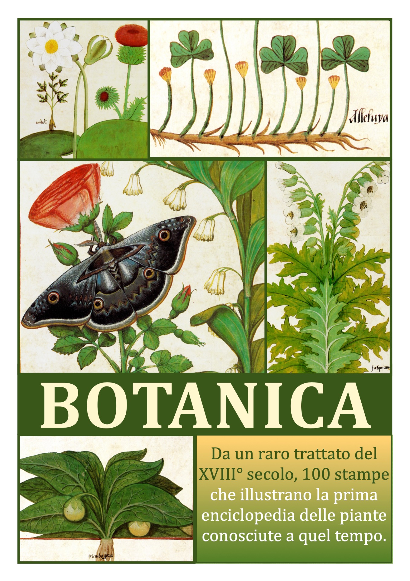 La botanica è la branca della biologia che si occupa dello studio scientifico degli organismi vegetali. Il termine deriva dal greco botanikè, ovvero l'arte di curare le piante. La serie, di 50 poster, presenta 100 immagini.