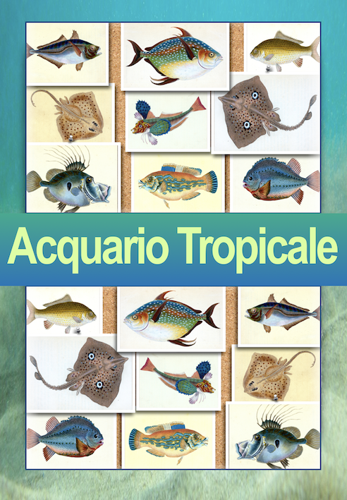 I pesci tropicali affascinano per la loro straordinaria varietà di colori brillanti, forme eleganti e comportamenti complessi, sia in acqua dolce che marina. Meglio ammararli in 8 poster che imprigionarli in un acquario.